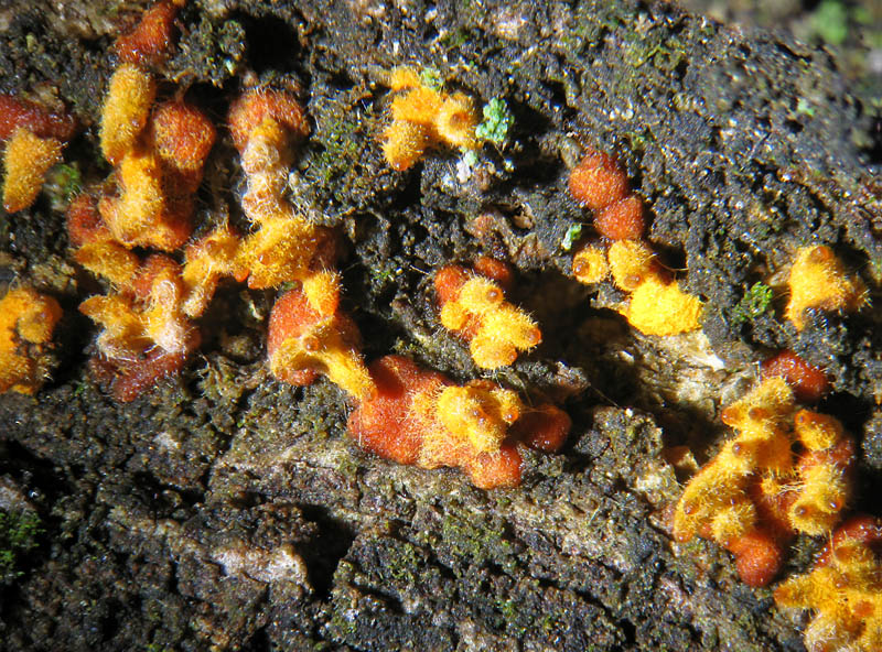 Nectria sp.?